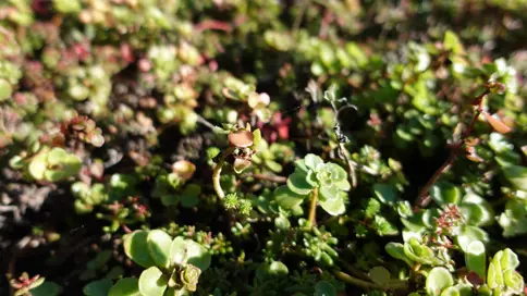 Sedum Er Godt For Insekterne